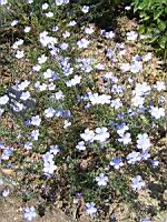 Lin - Linum Narbonense (fam Linacees) (Ouest Mediteraneen) (01) (Photo F. Mrugala)